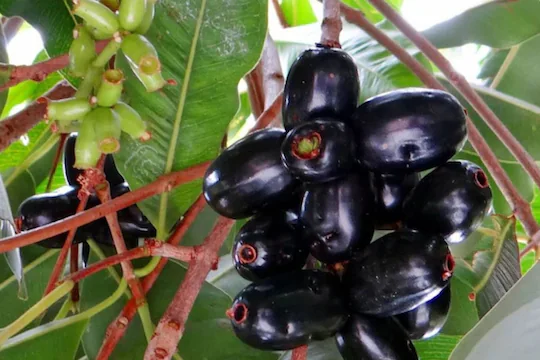 jamun-2025-06-c027aa5e512d81decfc1dc8c067e7b5a-3x2
